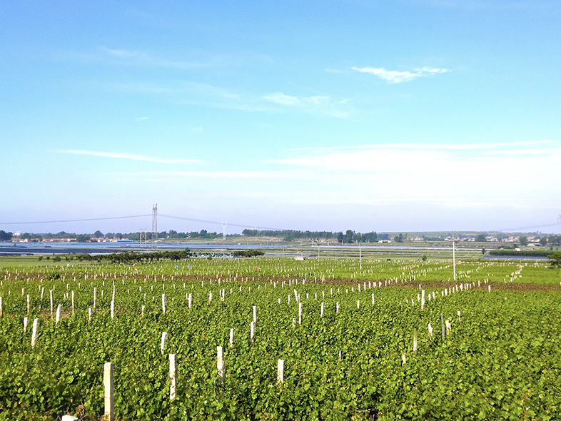 冰酒—一个美丽的故事